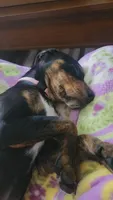 Jasmine, a female Doberman Pinscher and Golden Retriever for sale in Tonawanda, NY – 3 of 5