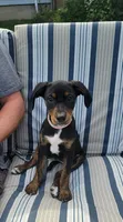 Jasmine, a female Doberman Pinscher and Golden Retriever for sale in Tonawanda, NY – 5 of 5