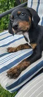 Jasmine, a female Doberman Pinscher and Golden Retriever for sale in Tonawanda, NY – 2 of 5
