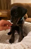 Ms. Light Blue, a female Doberman Pinscher and Golden Retriever for sale in Tonawanda, NY – 2 of 3