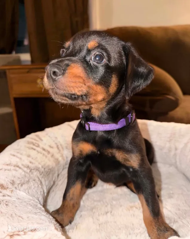 Mr. Purple – Doberman Pinscher, Golden Retriever puppy for sale in Tonawanda, NY
