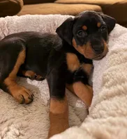 Ms. Magenta, a female Doberman Pinscher and Golden Retriever for sale in Tonawanda, NY – 2 of 3