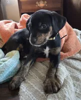 Ms. Yellow, a female Doberman Pinscher and Golden Retriever for sale in Tonawanda, NY – 3 of 3