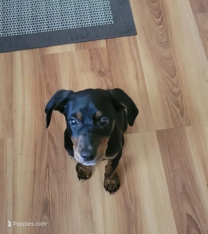 Jasmine – Doberman Pinscher, Golden Retriever puppy for sale in Tonawanda, NY