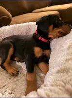 Ms. Magenta, a female Doberman Pinscher and Golden Retriever for sale in Tonawanda, NY – 3 of 3
