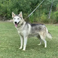 Everest, a female Siberian Husky for sale in Summerville, SC – 1 of 1