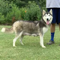Raven, a female Siberian Husky for sale in Summerville, SC – 1 of 1