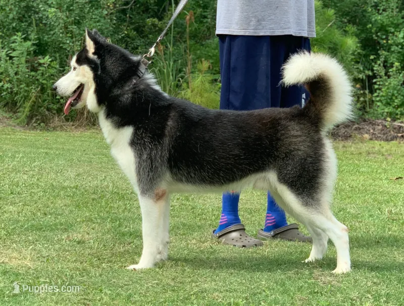 Drax, a male Siberian Husky for sale in Summerville, SC – Photo 1 of 2