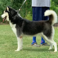 Drax, a male Siberian Husky for sale in Summerville, SC – Photo 1 of 2