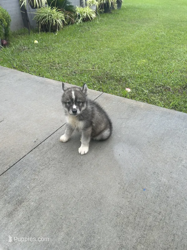 Creed – Siberian Husky puppy for sale in Summerville, SC