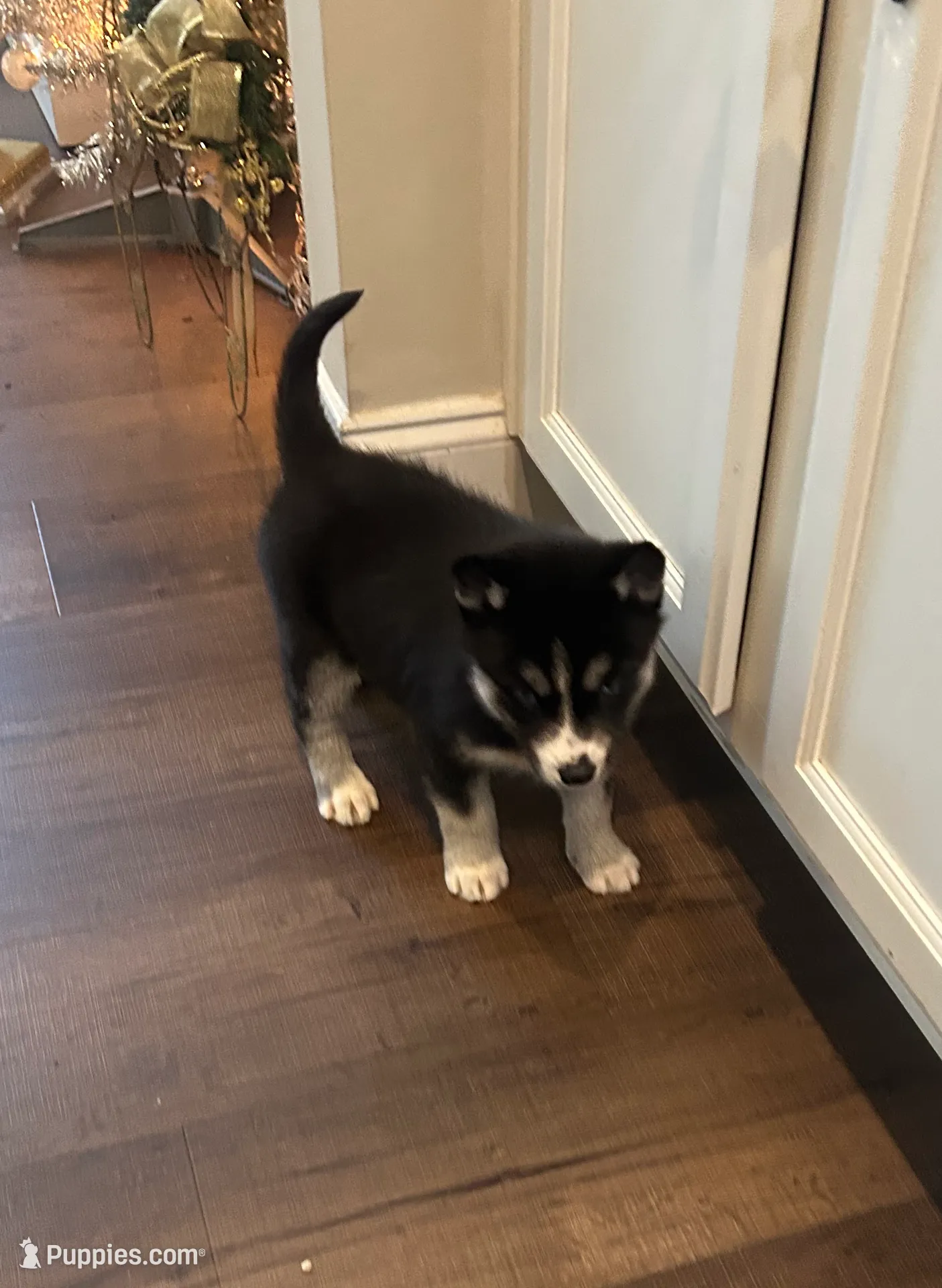 AKC Ebony, a female Siberian Husky for sale in Summerville, SC – Photo 3 of 3