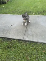 Creed, a male Siberian Husky for sale in Summerville, SC – 2 of 4