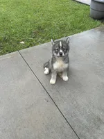 Creed, a male Siberian Husky for sale in Summerville, SC – 3 of 4