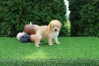 AKC Emmett(tiny), a male Poodle - Toy  for sale in Middlebury, IN – 2 of 8