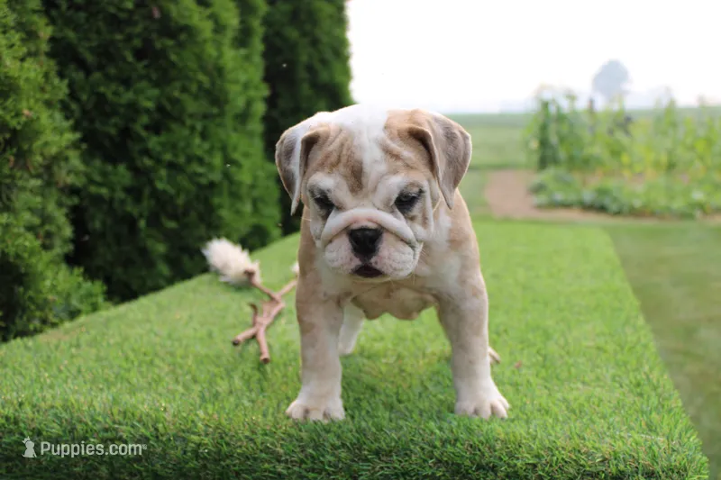 Daisy – English Bulldog puppy for sale in Middlebury, IN