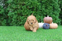 AKC Finn(tiny), a male Poodle - Toy  for sale in Middlebury, IN – 7 of 9