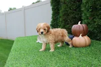 AKC Echo(tiny), a male Poodle - Toy  for sale in Middlebury, IN – 4 of 8