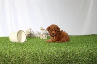AKC Callie (tiny), a female Poodle - Toy  for sale in Middlebury, IN – 4 of 5
