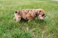 Dash, a male English Bulldog for sale in Middlebury, IN – 4 of 10