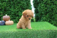 AKC Faye(tiny), a female Poodle - Toy  for sale in Middlebury, IN – 7 of 10