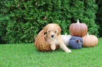 AKC Echo(tiny), a male Poodle - Toy  for sale in Middlebury, IN – 2 of 8