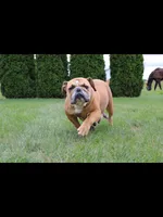Debbi, a female English Bulldog for sale in Middlebury, IN – 9 of 10