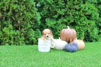 Echo, a male Poodle - Toy  for sale in Middlebury, IN – 4 of 8