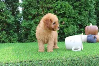 AKC Faye(tiny), a female Poodle - Toy  for sale in Middlebury, IN – 8 of 10