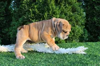 Dash, a male English Bulldog for sale in Middlebury, IN – 3 of 9
