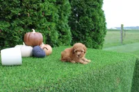 Finn, a male Poodle - Toy  for sale in Middlebury, IN – 4 of 5