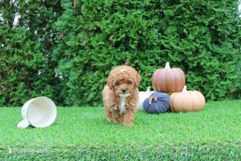 AKC Ezra(tiny) – Poodle - Toy  puppy for sale in Middlebury, IN