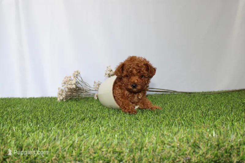 AKC Callie (tiny) – Poodle - Toy  puppy for sale in Middlebury, IN