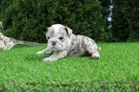 Daisy, a female English Bulldog for sale in Middlebury, IN – 5 of 6