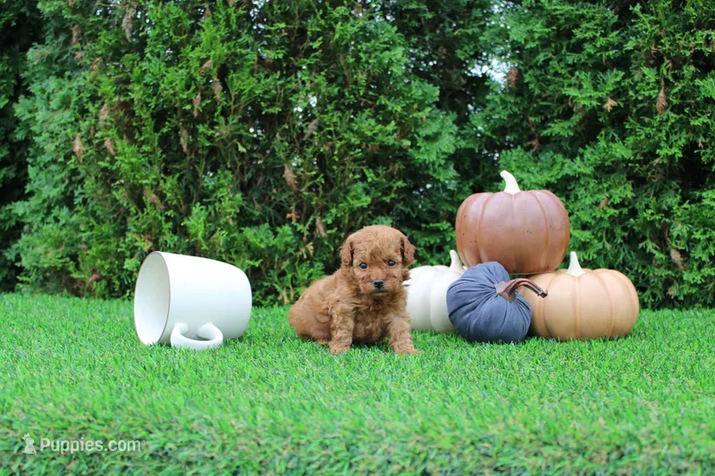 Enzo – Poodle - Toy  puppy for sale in Middlebury, IN