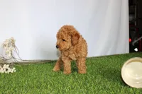 AKC Conner (tiny), a female Poodle - Toy  for sale in Middlebury, IN – 8 of 8