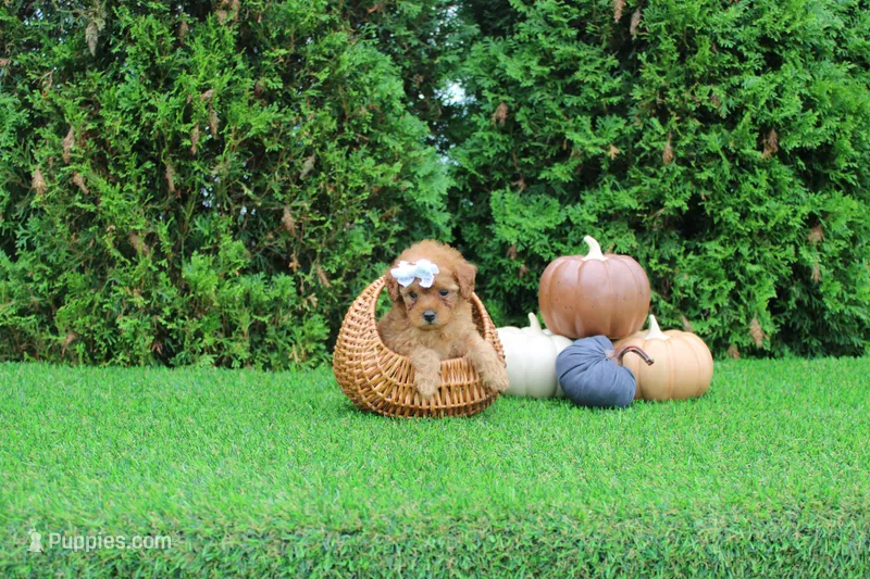 Faye – Poodle - Toy  puppy for sale in Middlebury, IN