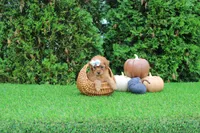 Faye, a female Poodle - Toy  for sale in Middlebury, IN – 1 of 6