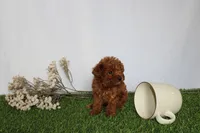 AKC Callie (tiny), a female Poodle - Toy  for sale in Middlebury, IN – 5 of 5
