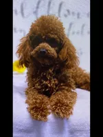AKC Finn(tiny), a male Poodle - Toy  for sale in Middlebury, IN – 7 of 7