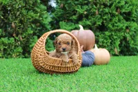 Ezra, a male Poodle - Toy  for sale in Middlebury, IN – 5 of 7