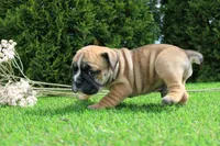 Duke, a male English Bulldog for sale in Middlebury, IN – 2 of 7