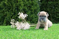 Dallas, a male English Bulldog for sale in Middlebury, IN – 1 of 9