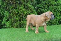 Debbi, a female English Bulldog for sale in Middlebury, IN – 8 of 10