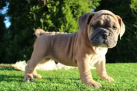 Dallas, a male English Bulldog for sale in Middlebury, IN – 3 of 10