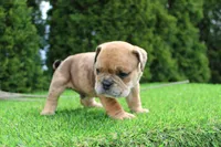 Dash, a male English Bulldog for sale in Middlebury, IN – 9 of 10