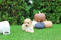 Emmett, a male Poodle - Toy  for sale in Middlebury, IN – 2 of 8
