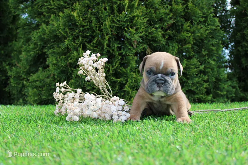Debbi – English Bulldog puppy for sale in Middlebury, IN