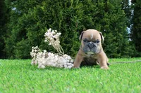 Debbi, a female English Bulldog for sale in Middlebury, IN – 3 of 6