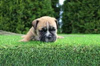 Duke, a male English Bulldog for sale in Middlebury, IN – 7 of 7