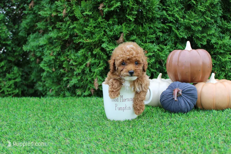 AKC Ezra(tiny) – Poodle - Toy  puppy for sale in Middlebury, IN
